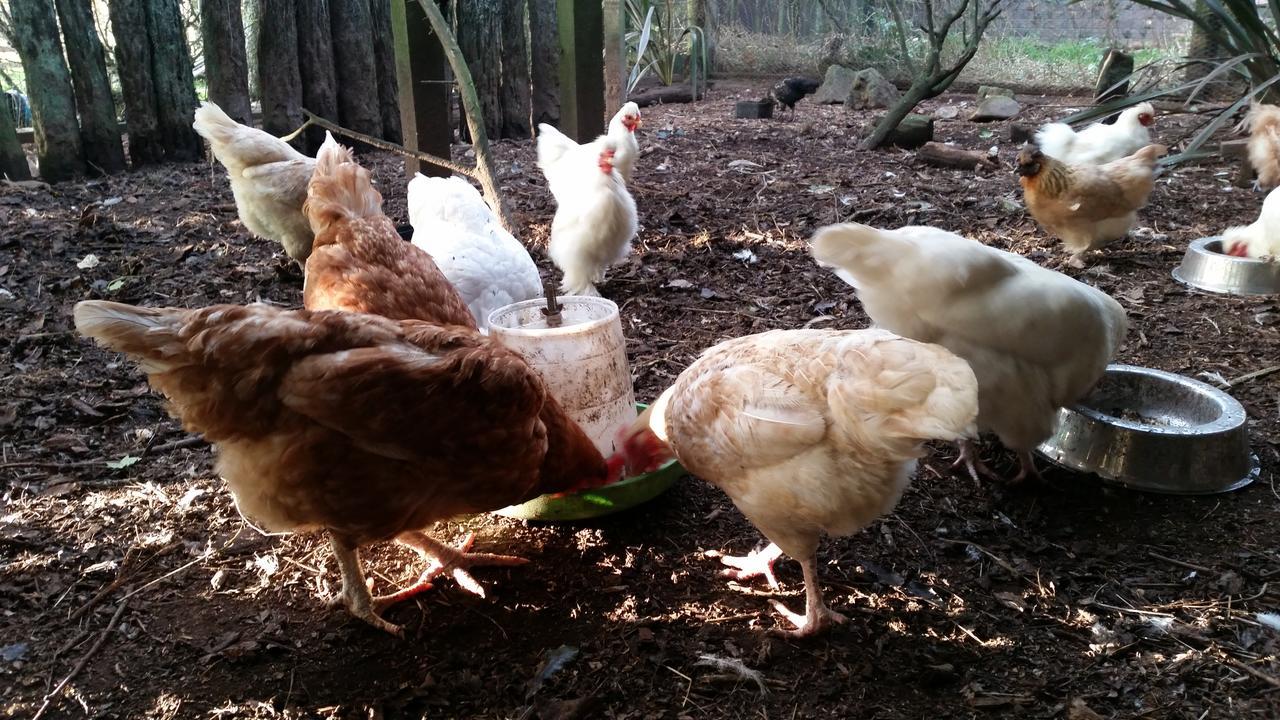 Woodbury Farm Bed & Breakfast Takanini Luaran gambar